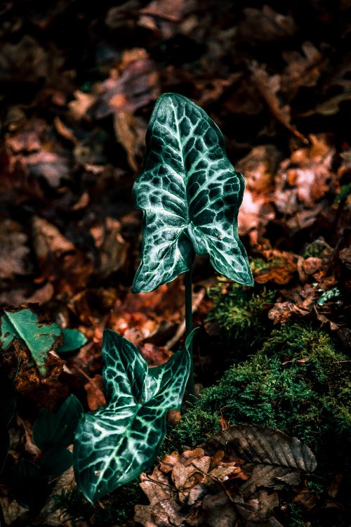 leaf, green, plant, botany, ivy