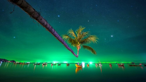 Image palm tree near body of water during night time
