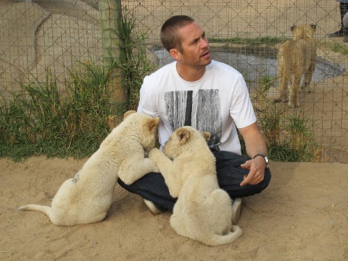 Image man in white crew neck t-shirt sitting beside white dog