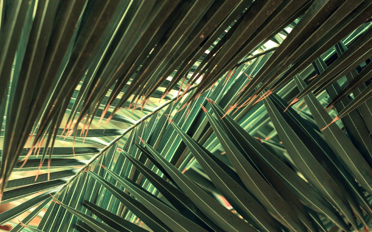 Palmier Vert Pendant la Journée. Wallpaper in 3840x2400 Resolution