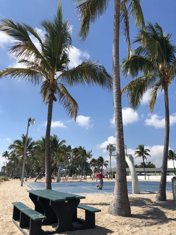 Miami, Palmier, Tourisme, Biologie, Sciences. Wallpaper in 1536x2048 Resolution