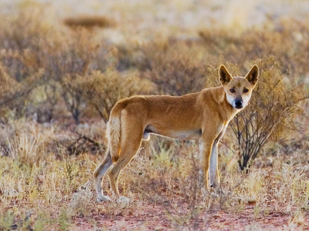 brown short coated dog on brown grass field during daytime