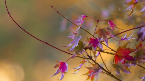 Image purple and yellow flower in tilt shift lens