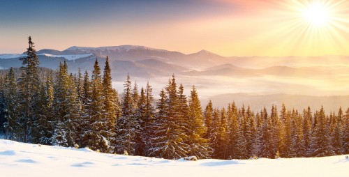 Image green pine trees on snow covered ground during daytime