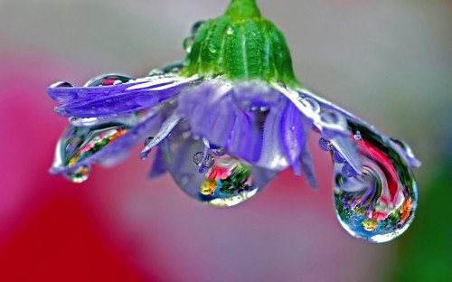 Image purple flower with water droplets