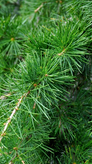 Image green pine tree in close up photography