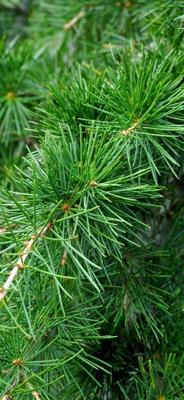 Image green pine tree in close up photography