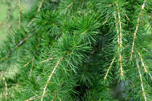 Image green pine tree in close up photography