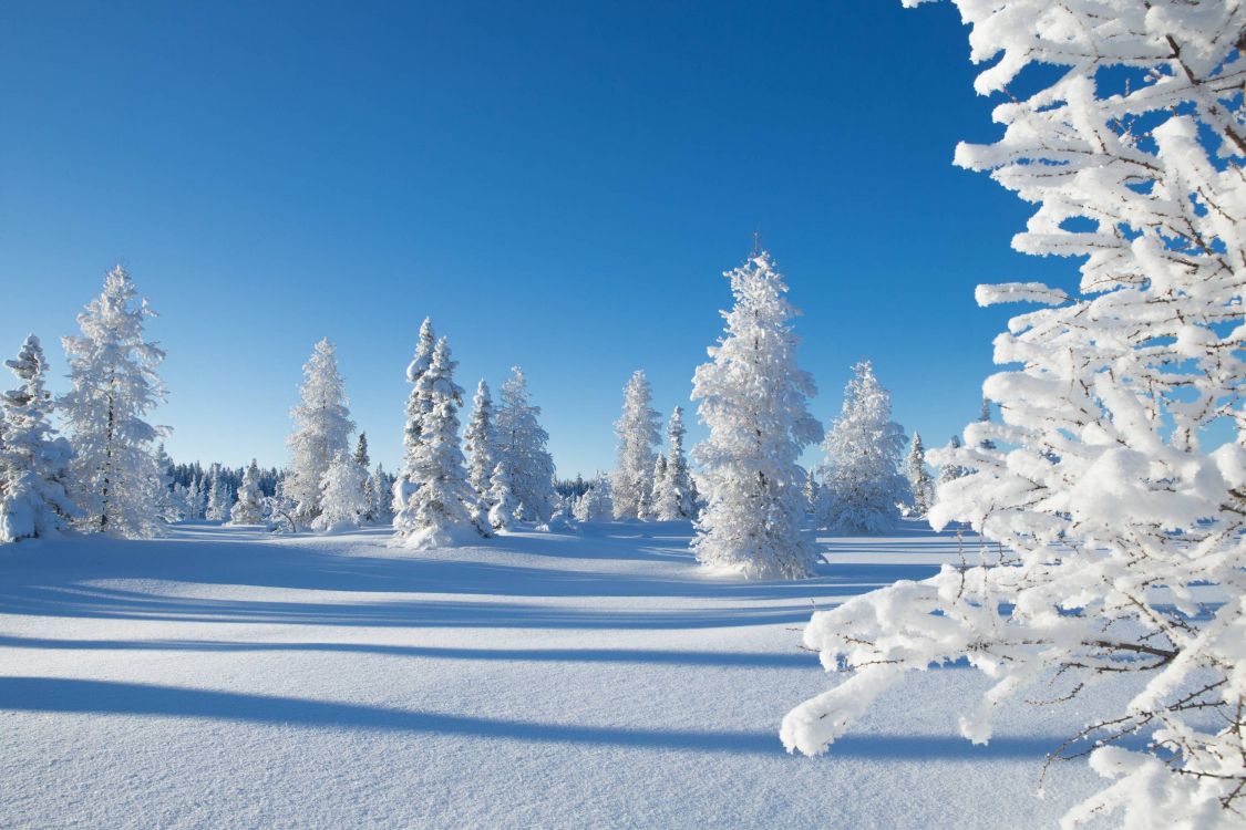 Pins Couverts de Neige Pendant la Journée. Wallpaper in 3000x2000 Resolution