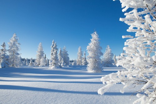 Image snow covered pine trees during daytime