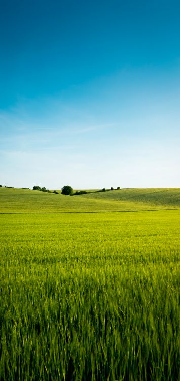 Chinese language, plant, People in nature, natural landscape, cloud