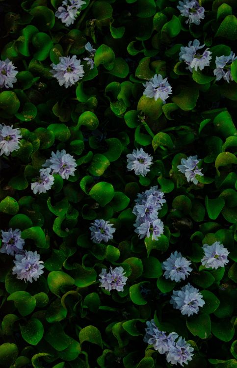 water, hyacinth, common water hyacinth, flower, plant