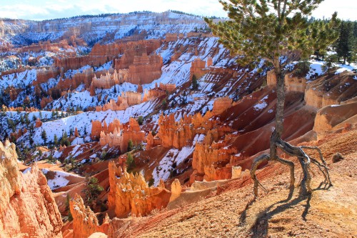 Image green tree near brown rock formation during daytime