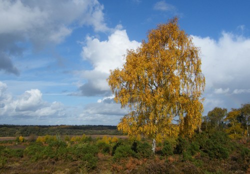 Image brown tree on green grass field under blue sky and white clouds during daytime