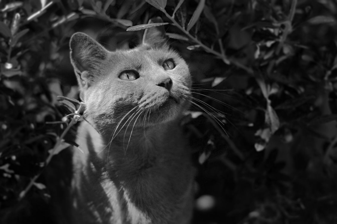 Grayscale Photo of Cat in Forest. Wallpaper in 6016x4000 Resolution