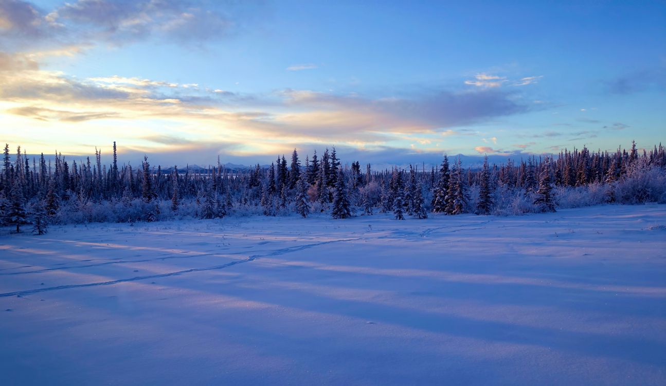 Schneebedecktes Feld Und Bäume Unter Blauem Himmel Tagsüber. Wallpaper in 5373x3111 Resolution