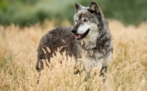 Image grey wolf on brown grass field during daytime