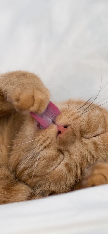Image orange tabby cat lying on white textile