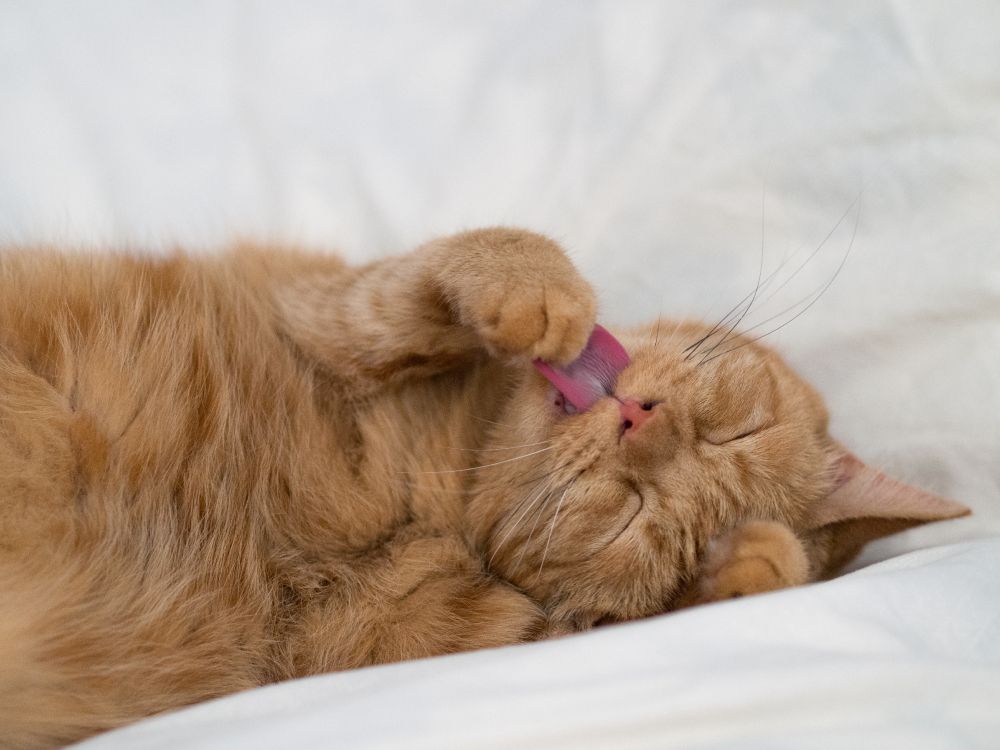 orange tabby cat lying on white textile