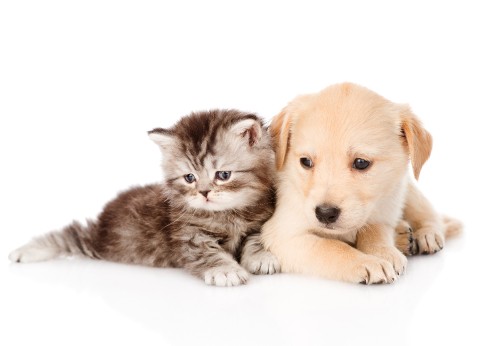 Image brown and white tabby kittens