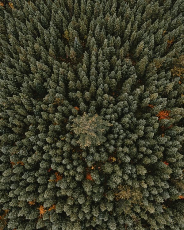 Wald, Baum, Vegetation, Fabrik, Natürlichen Umgebung. Wallpaper in 2394x2992 Resolution