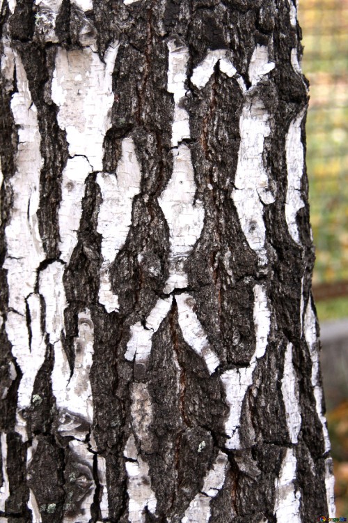 Image brown tree trunk during daytime