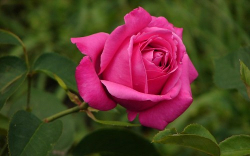 Image pink rose in bloom during daytime