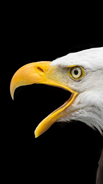 Image bald eagle in black background