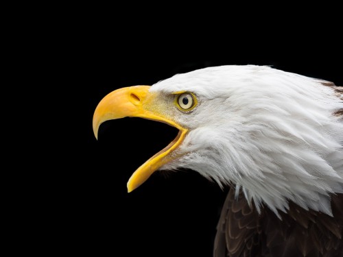 Image bald eagle in black background