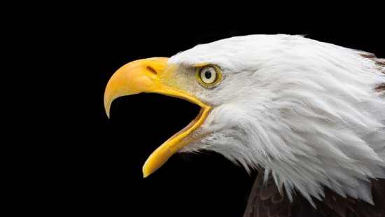 Image bald eagle in black background
