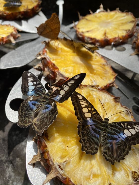 Cámara Lenta de Genes, Biología, Ciencia, Artrópodos, Amarillo. Wallpaper in 1536x2048 Resolution