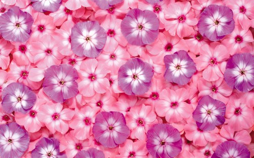 Image pink and white flower petals