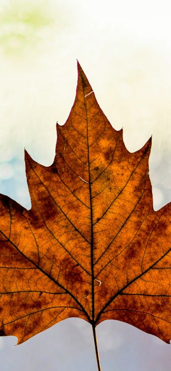 Brown, Feuille, Rameau, Orange, Feuilles Caduques. Wallpaper in 1290x2796 Resolution