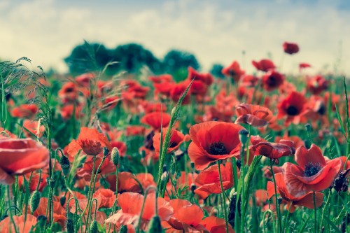 Image red flower field during daytime