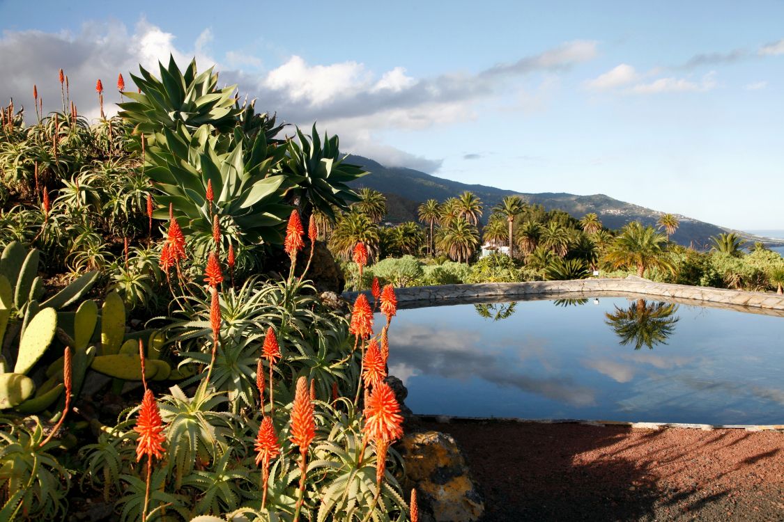 植被, 工厂, 植物园, Arecales, 菌群 壁纸 3000x2000 允许