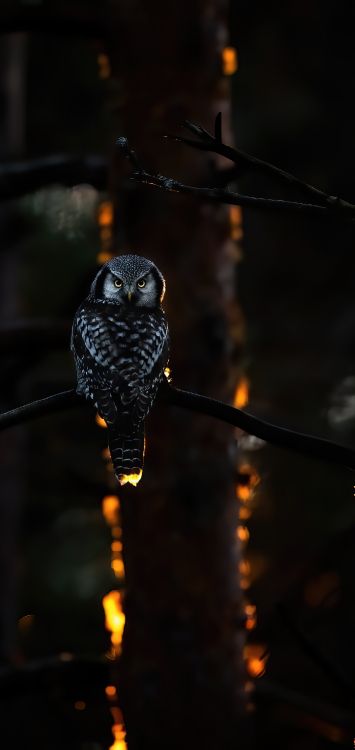 Licht, Wissenschaft, Physik, Vogel, Schnabel. Wallpaper in 1422x3000 Resolution