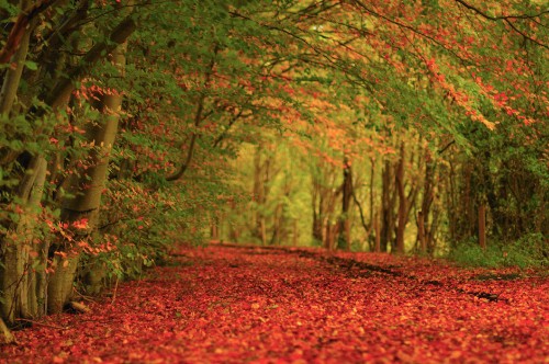 Image autumn, nature, leaf, forest, woodland