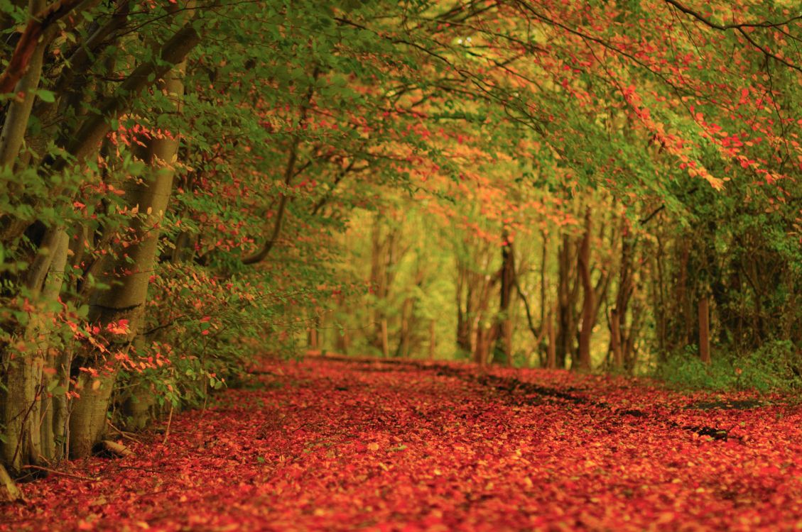 Herbst, Natur, Blatt, Wald, Laub. Wallpaper in 2560x1700 Resolution
