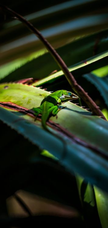 Camaleón, Los Camaleones, Iguana Verde, Un Ciclo de Nubes, Reptil. Wallpaper in 1421x3000 Resolution