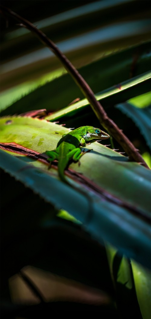 Image chameleon, chameleons, lizards, reptiles, Green iguana