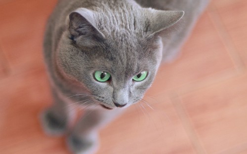 Image russian blue cat on brown wooden table