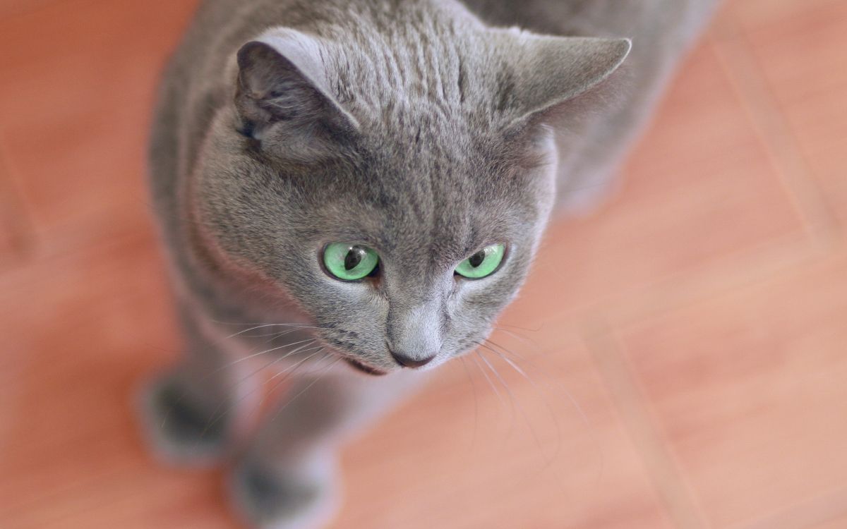 russian blue cat on brown wooden table