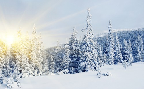 Image snow covered pine trees during daytime