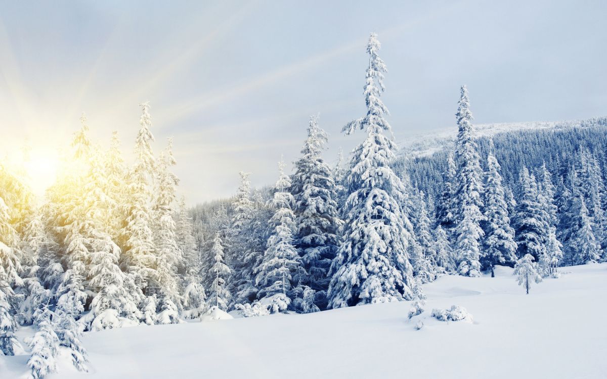 snow covered pine trees during daytime