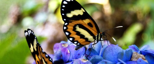 Image black and yellow butterfly perched on purple flower in close up photography during daytime