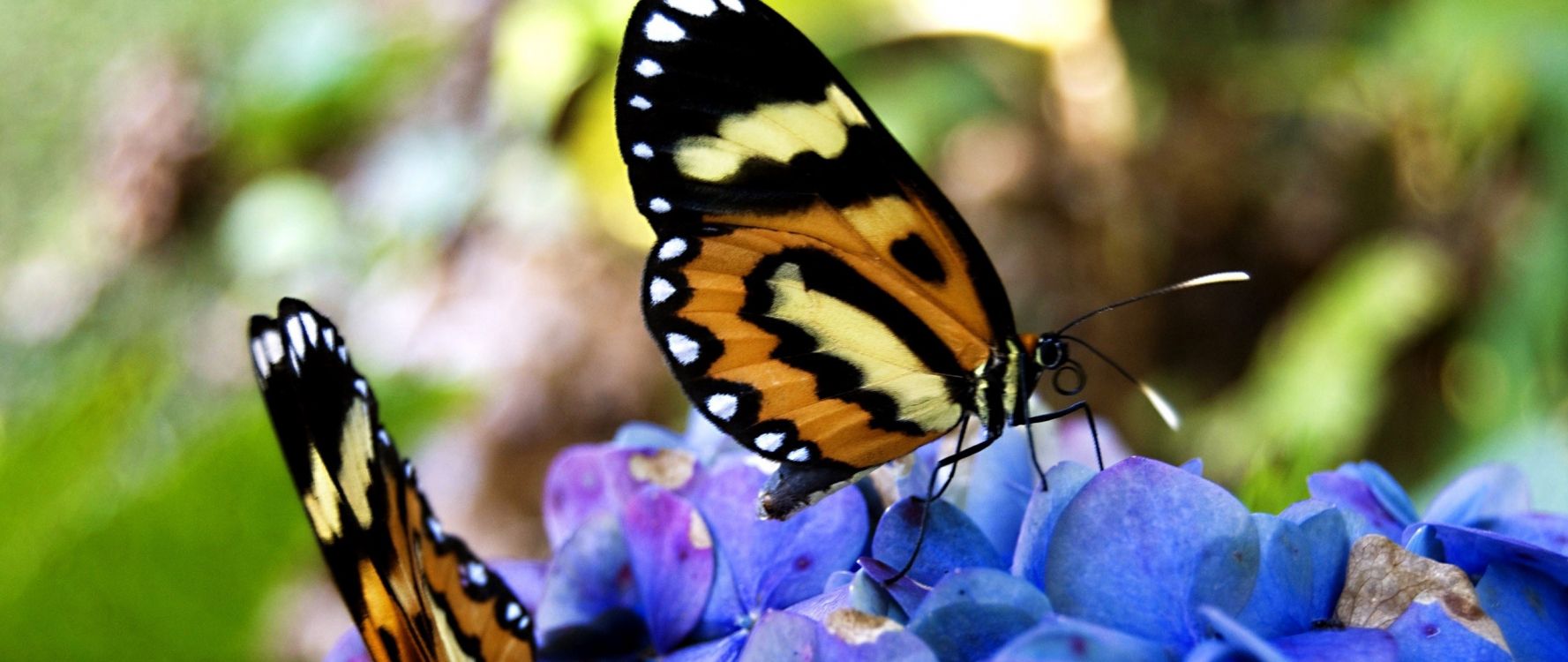 black and yellow butterfly perched on purple flower in close up photography during daytime