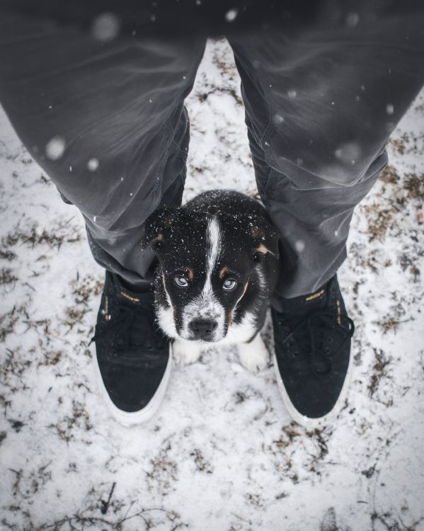 Person in Grauer Jacke Und Blauer Jeans Mit Schwarz-weißem, Kurzhaarigem Kleinen Hund. Wallpaper in 3499x4374 Resolution