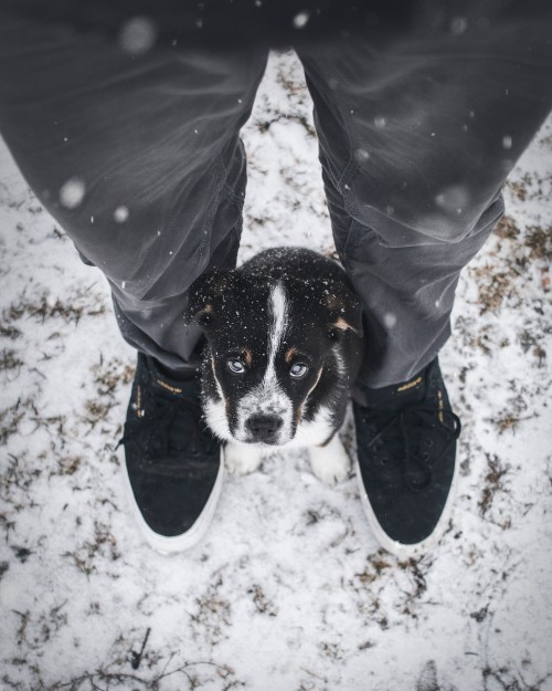 Image person in gray jacket and blue denim jeans with black and white short coated small dog