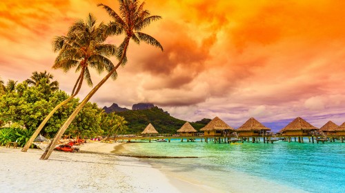 Image green palm trees near body of water during sunset