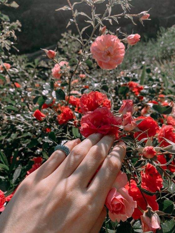 玫瑰花园, 花卉设计, 切花, 玫瑰家庭, 手指 壁纸 3024x4032 允许